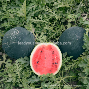 W20 Laoda no.3 medium maturity global black hybrid watermelon seed companies